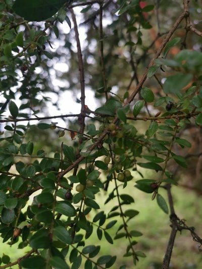 Lepidoceras chilense, photographed by Inao Vasquez