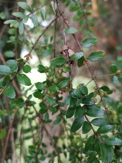Lepidoceras chilense, photographed by Inao Vasquez
