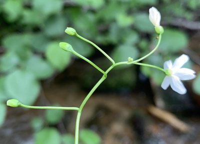Claytonia cordifolia, photographed by mark-groeneveld