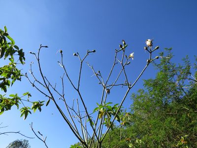 Pseudobombax grandiflorum, photographed by Victor Farjalla Pontes
