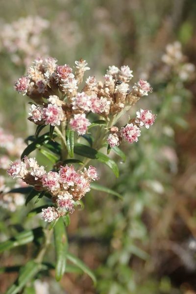 Tenrhynea phylicifolia, photographed by Andrew Deacon