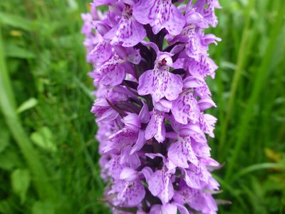 Dactylorhiza majalis, photographed by Sheelagh Halsey