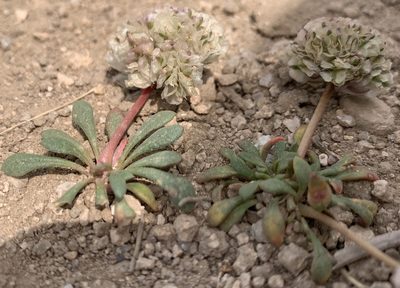 Cistanthe umbellata, photographed by mark-groeneveld
