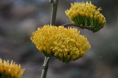 Agave chrysantha, photographed by Mike Ostrowski