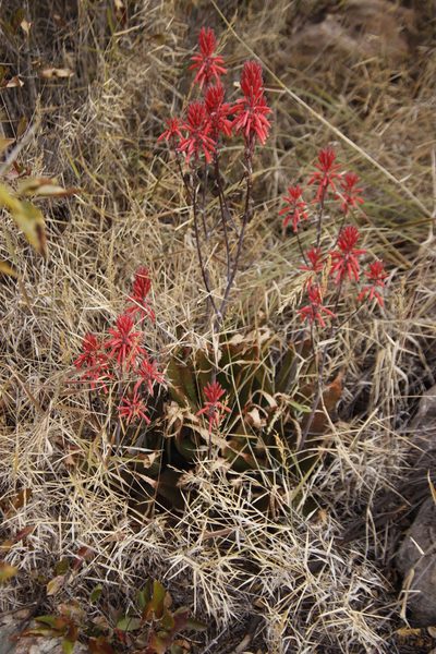 Aloe branddraaiensis, photographed by Tony Rebelo