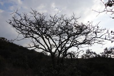 Pterocarpus angolensis, photographed by Tony Rebelo
