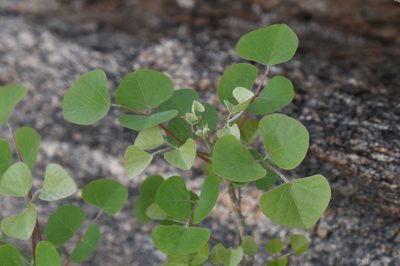 Erythrina flabelliformis, photographed by Mike Ostrowski