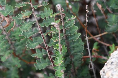 Astrolepis sinuata, photographed by Mike Ostrowski
