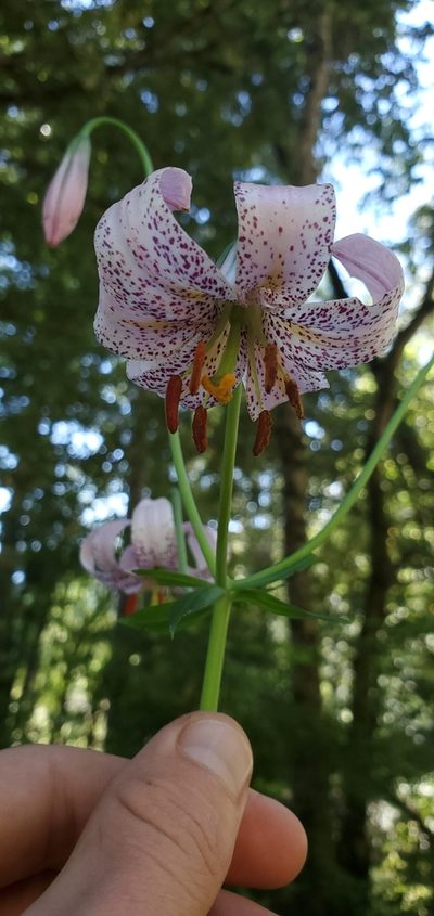 Lilium kelloggii, photographed by Asher Budnik