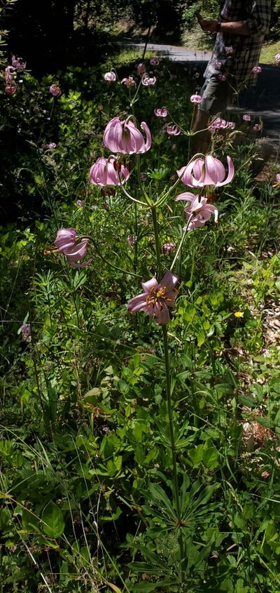 Lilium kelloggii, photographed by Asher Budnik