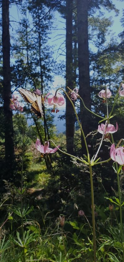 Lilium kelloggii, photographed by Asher Budnik