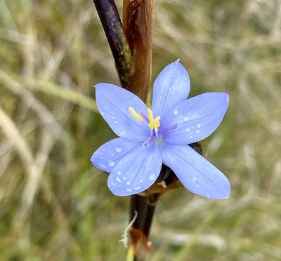 Orthrosanthus chimboracensis, photographed by Andrew J. Crawford