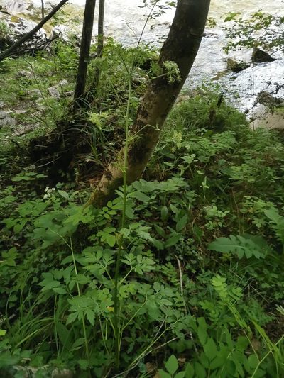 Pleurospermum austriacum, photographed by Ljaž