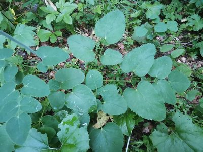 Laserpitium latifolium, photographed by Ljaž