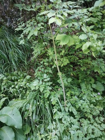 Peucedanum verticillare, photographed by Ljaž