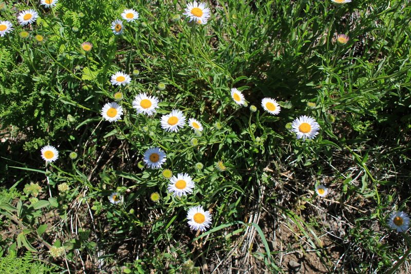 Erigeron aliceae, photographed by Paul McClellan