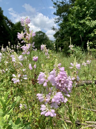 Physostegia digitalis, photographed by Laura Clark