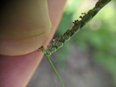 Paspalum langei, photographed by Cleveland Powell