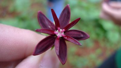 Asclepias melantha, photographed by Eugenio Padilla