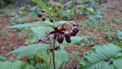 Asclepias melantha, photographed by Eugenio Padilla