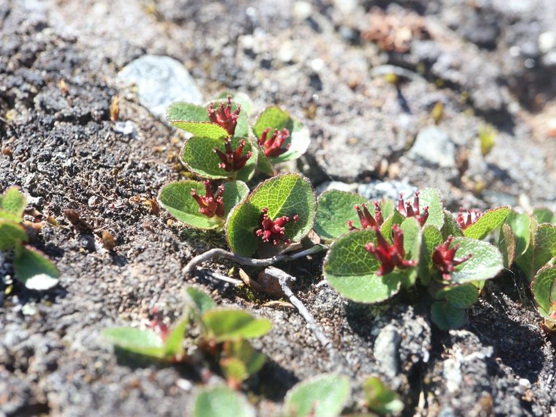 Salix polaris, photographed by Tero Linjama
