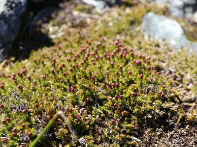 Harrimanella hypnoides, photographed by Tero Linjama