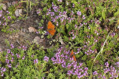 Thymus serpyllum, photographed by Вячеслав Юсупов