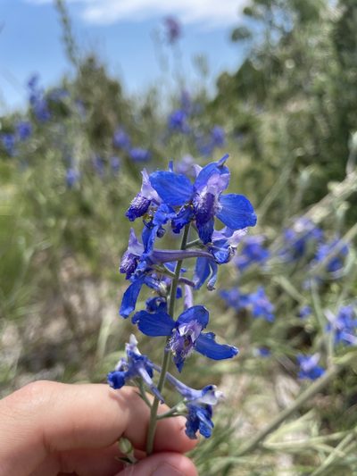 Delphinium geyeri, photographed by Stephen Hornbeck