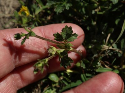 Potentilla crantzii, photographed by Tero Linjama