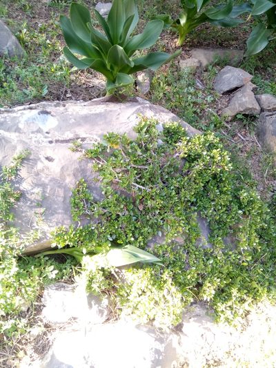 Rhamnus myrtifolia, photographed by Karim Haddad