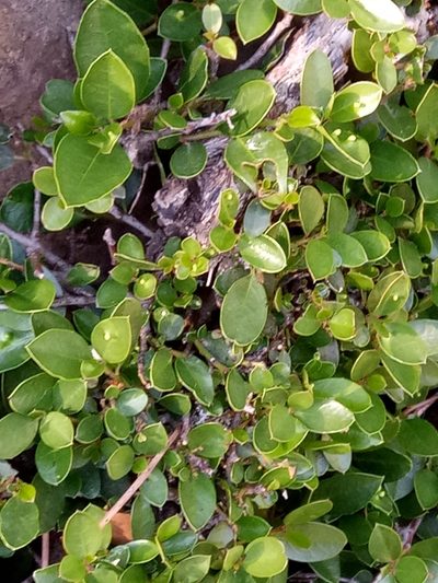 Rhamnus myrtifolia, photographed by Karim Haddad