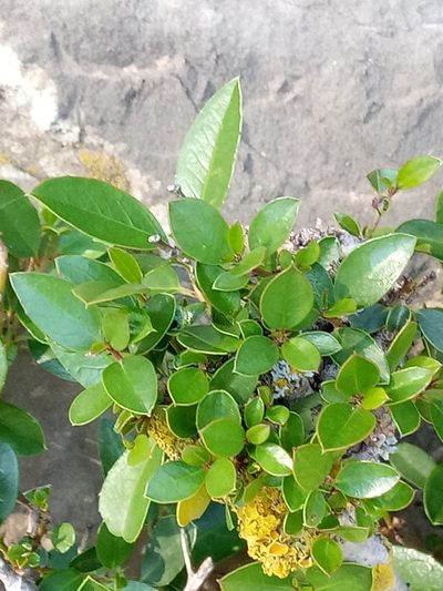 Rhamnus myrtifolia, photographed by Karim Haddad