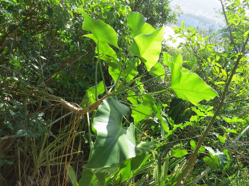 Philodendron corcovadense, photographed by Victor Farjalla Pontes