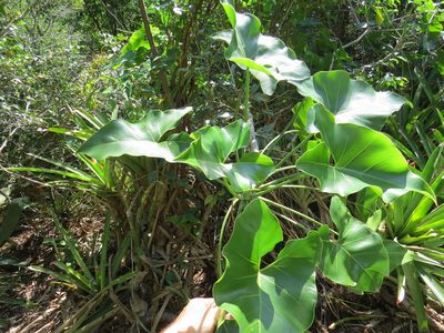 Philodendron corcovadense, photographed by Victor Farjalla Pontes