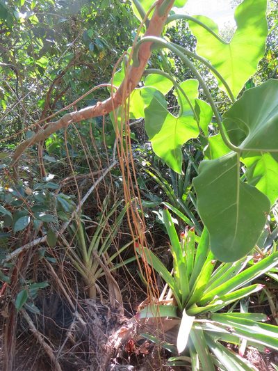 Philodendron corcovadense, photographed by Victor Farjalla Pontes
