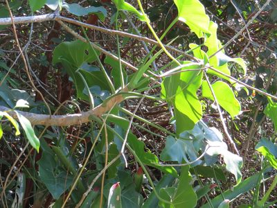 Philodendron corcovadense, photographed by Victor Farjalla Pontes