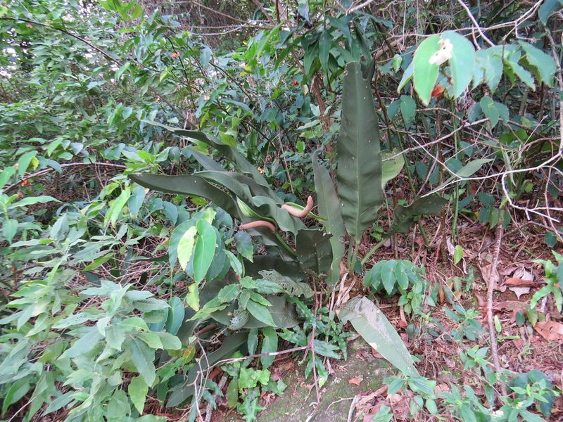 Anthurium coriaceum, photographed by Victor Farjalla Pontes