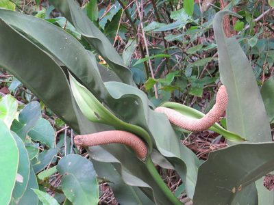 Anthurium coriaceum, photographed by Victor Farjalla Pontes
