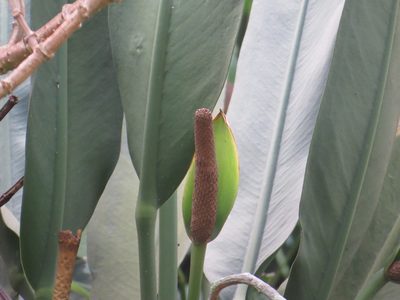 Anthurium coriaceum, photographed by Victor Farjalla Pontes