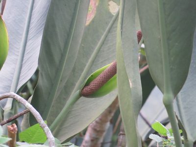 Anthurium coriaceum, photographed by Victor Farjalla Pontes