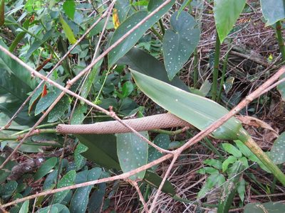 Anthurium coriaceum, photographed by Victor Farjalla Pontes