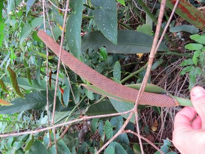 Anthurium coriaceum, photographed by Victor Farjalla Pontes