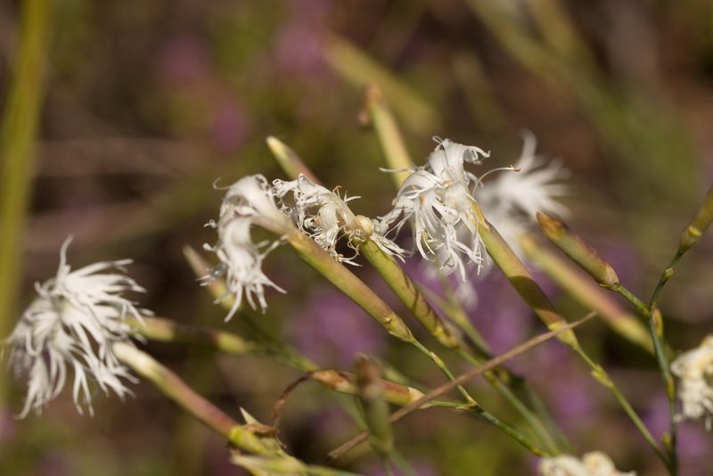 Dianthus arenarius, photographed by Вячеслав Юсупов