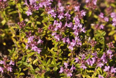 Thymus serpyllum, photographed by Вячеслав Юсупов