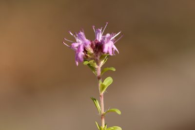 Thymus serpyllum, photographed by Вячеслав Юсупов
