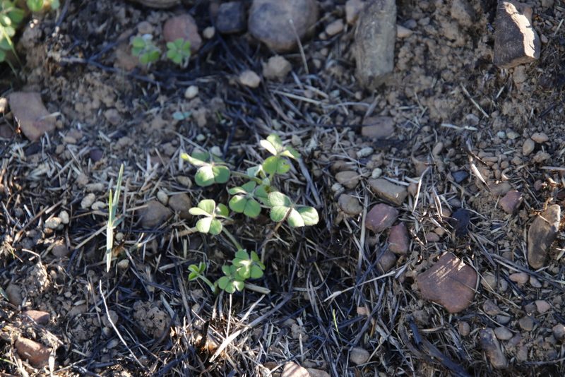 Oxalis compressa, photographed by Tony Rebelo