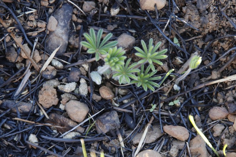 Oxalis tomentosa, photographed by Tony Rebelo