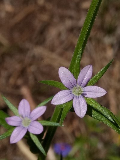 Legousia falcata, photographed by Karim Haddad
