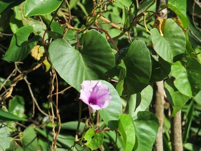 Ipomoea bahiensis, photographed by Victor Farjalla Pontes