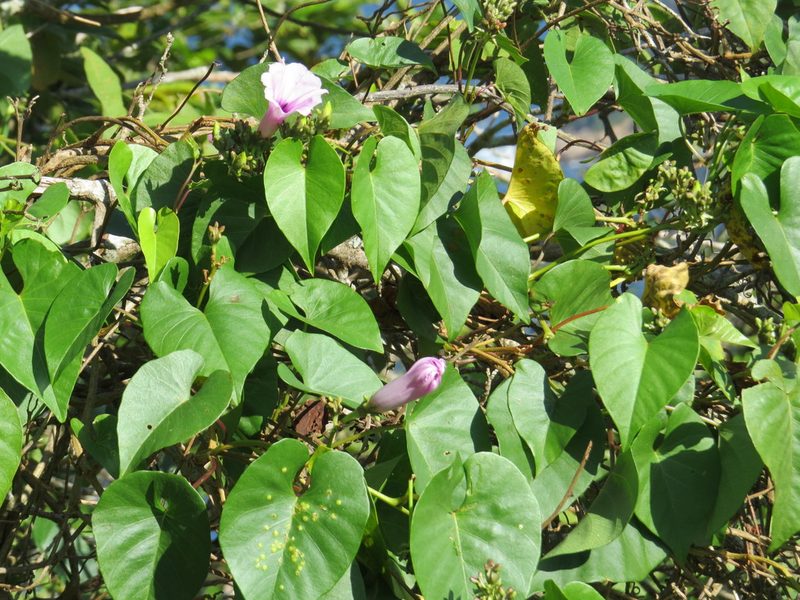 Ipomoea bahiensis, photographed by Victor Farjalla Pontes